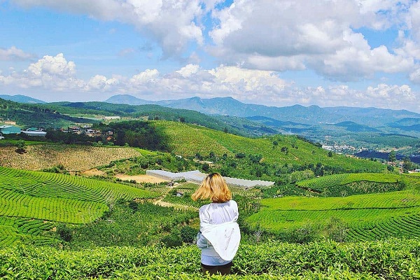Đồi chè Cầu Đất tại Đà Lạt