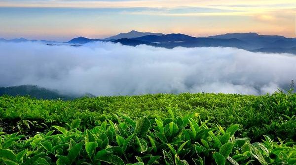 Đồi chè Cầu Đất tại Đà Lạt