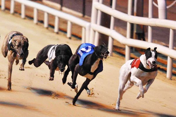 Trường Đua Lam Sơn