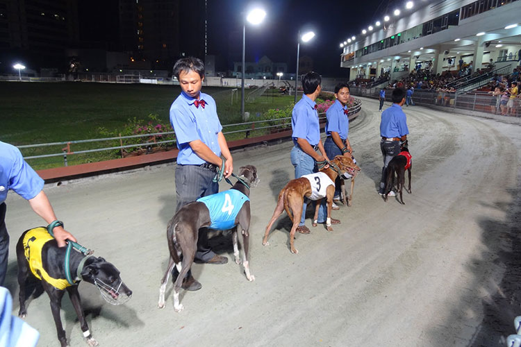 Đua chó tại Trường Đua Lam Sơn - Vũng Tàu