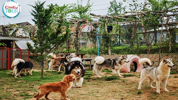 Nông trại Cún - Puppy Farm tại Đà Lạt