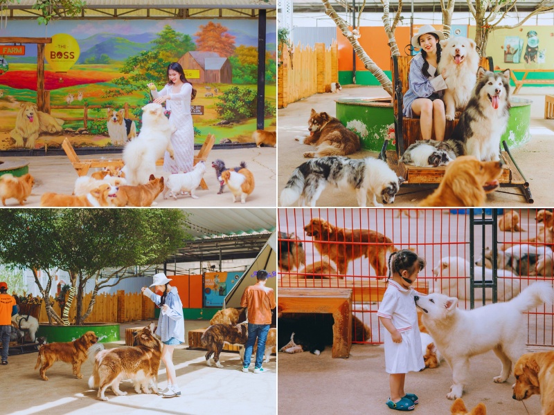 puppy-farm-da-lat.jpg