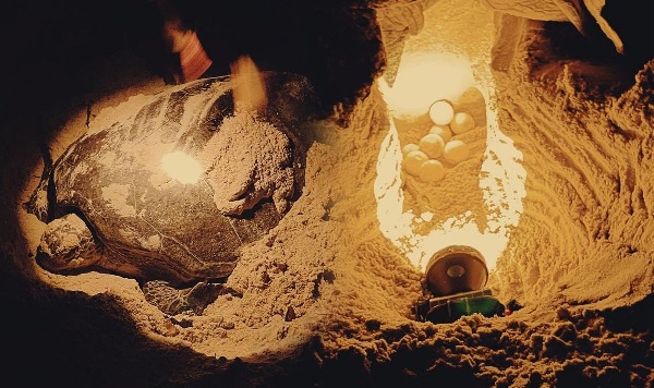 Hình ảnh rùa biển tại Hòn Bảy Cạnh