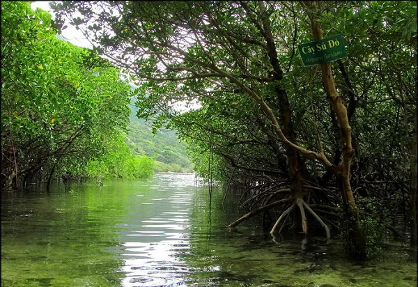 Hệ sinh thái rừng ngập mặn tại Hòn Bảy Cạnh