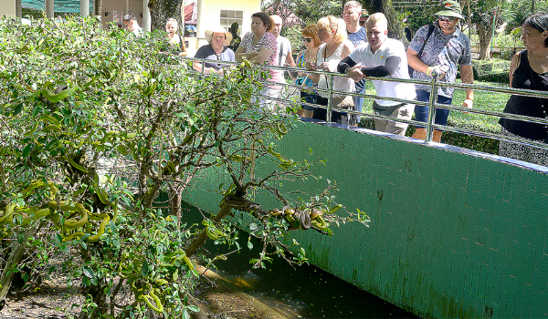 Các cá thể rắn tại Đồng Tâm