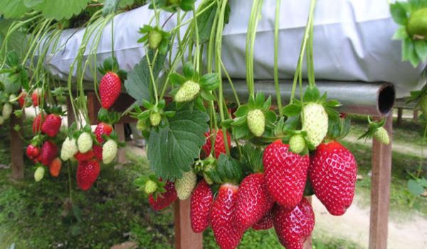 Vườn Dâu Tây tại Đà Lạt