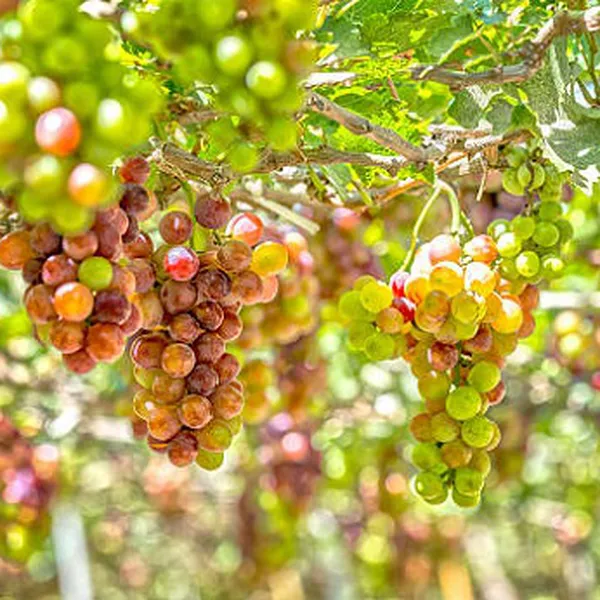 Tour Tết 2026 Nha Trang 3 Ngày 3 Đêm