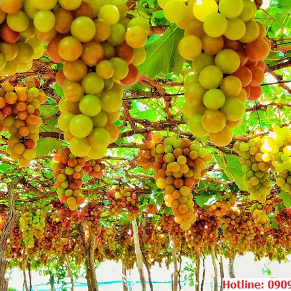 Tour Nha Trang Khởi Hành Từ Vũng Tàu