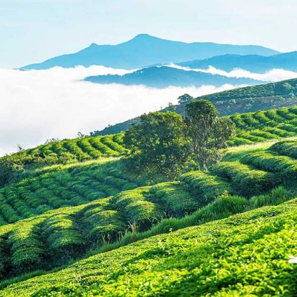 Tour Lễ 30/04 Nha Trang Đà Lạt 5 Ngày 4 Đêm