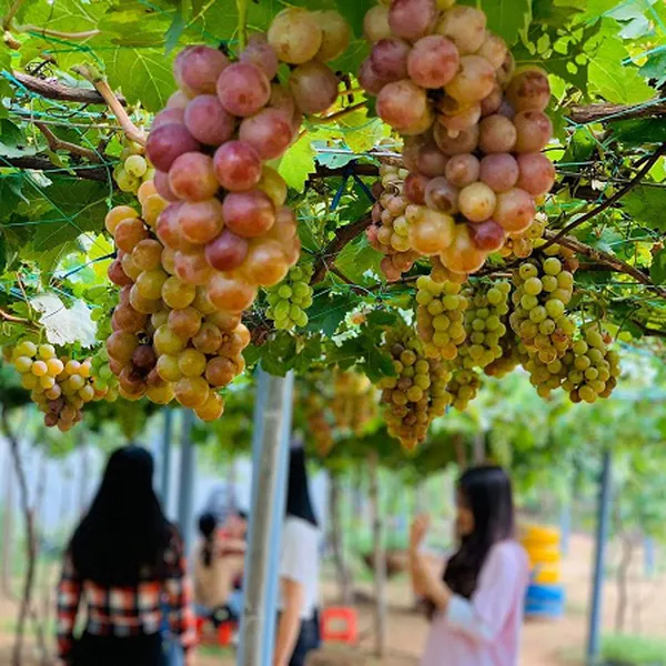 Tour Nha Trang Khởi Hành Từ Tiền Giang