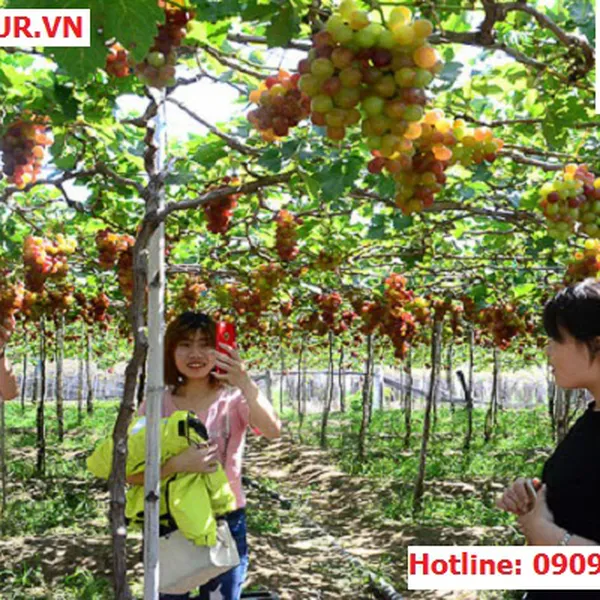 Tour Du Lịch Nha Trang Khởi Hành Từ Bến Tre