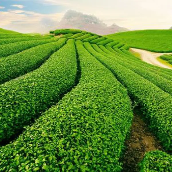 Tour Đà Lạt Khởi Hành Từ Sóc Trăng
