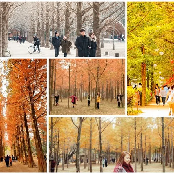 Tour Hàn Quốc Seoul - Lotte Aquarium - Đảo Nami 4 Ngày 3 Đêm