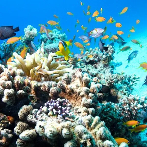 Tour Nha Trang Khởi Hành Từ Long An