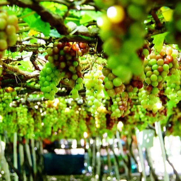 Tour Lễ 30/04 Nha Trang 3 Ngày 2 Đêm