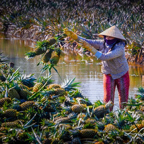 Tour Du Lịch TPHCM - Hậu Giang 2 ngày 1 đêm