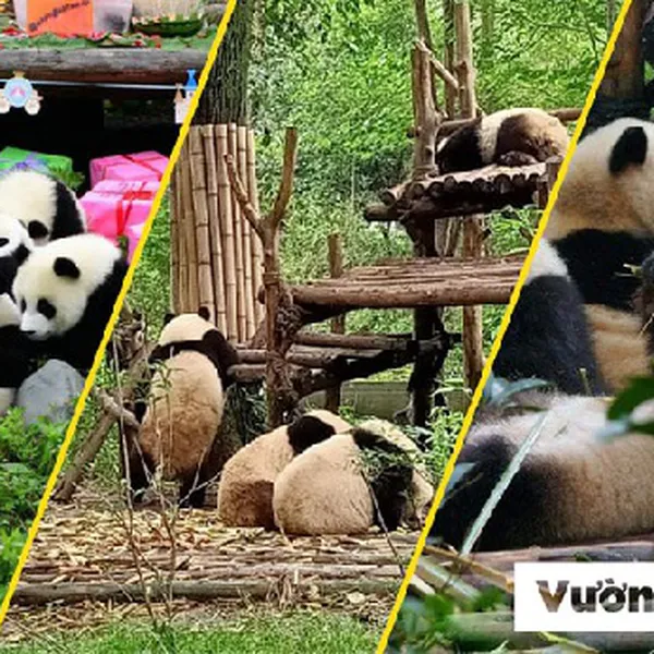 Du Lịch Thành Đô - Cửu Trại Câu - Tứ Xuyên Từ TPHCM