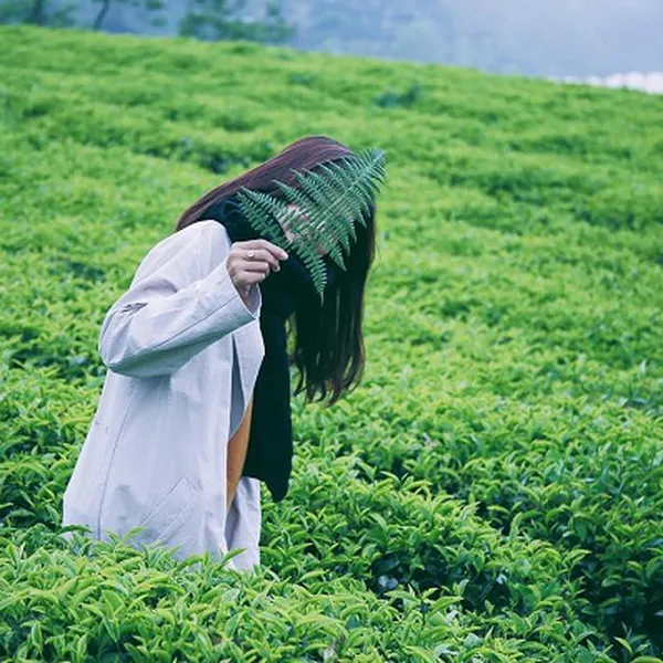 Tour Đà Lạt Khởi Hành Từ Bình Phước