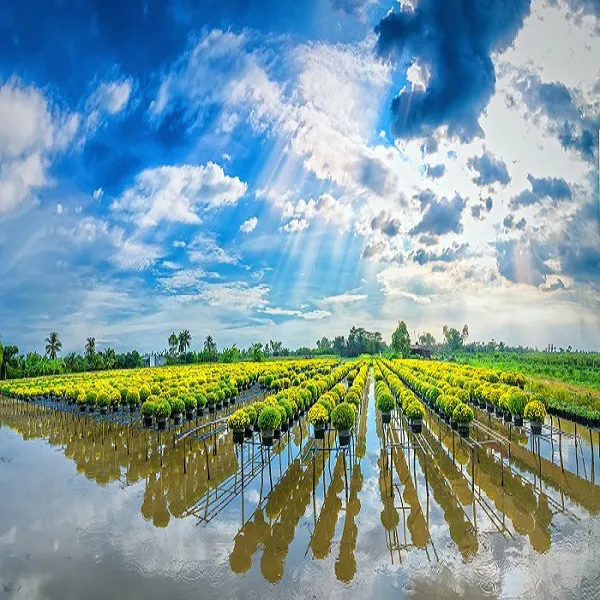 Tour Đồng Tháp Cần Thơ 2 Ngày 1 Đêm