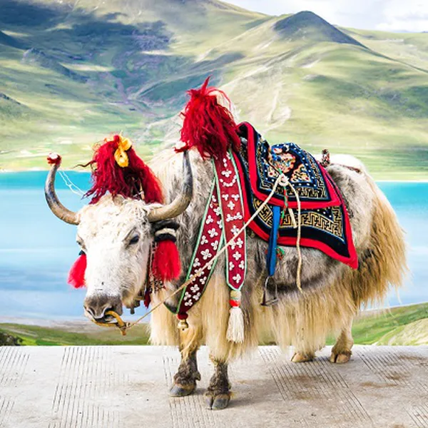 Tour Du Lịch Lệ Giang - Shangrila Bay Thẳng Từ HCM