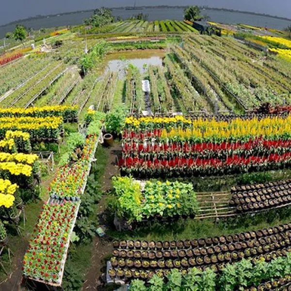 Tour Miền Tây 2 ngày 1 đêm Đồng Tháp - Cần Thơ