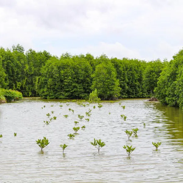 Tour Đảo Bà Lụa - Rừng tràm Trà Sư 2 ngày 2 đêm