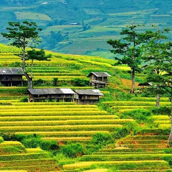 Tour Du Lịch Mù Cang Chải 5 Ngày 4 Đêm