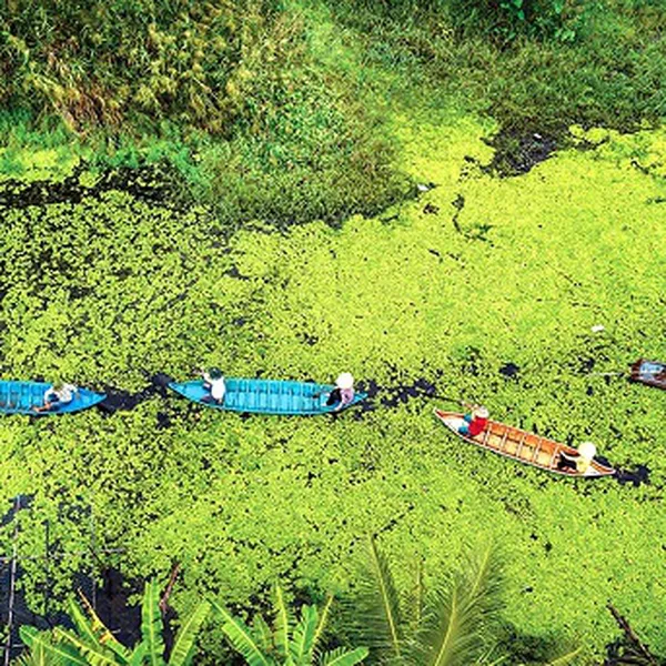 Tour Miền Tây TPHCM - Đồng Tháp - Cần Thơ 3 Ngày 2 Đêm