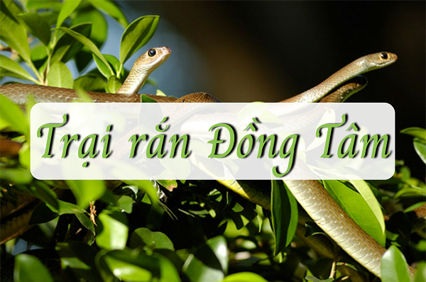 Trại rắn Đồng Tâm tại Tiền Giang