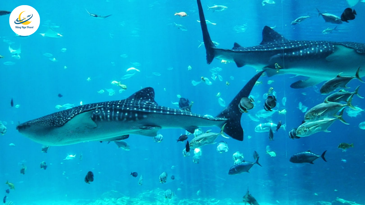 Tour du lịch Nha Trang Tết Dương Lịch 2026