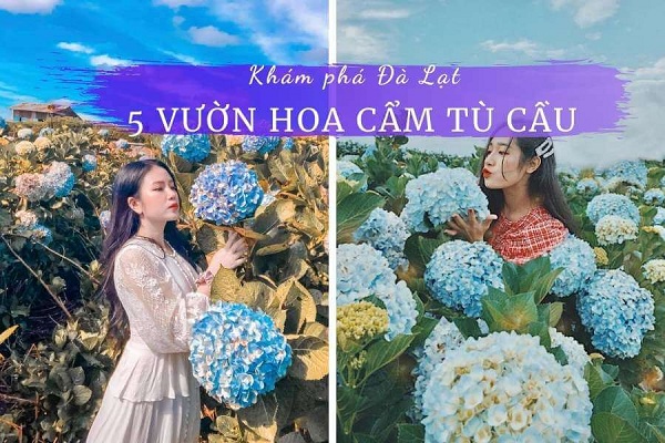 Vườn hoa cẩm tú cầu tại Đà Lạt