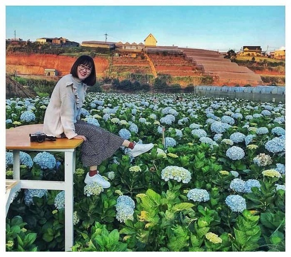 Vườn hoa cẩm tú cầu tại Đà Lạt