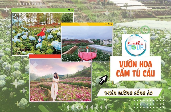 Vườn Hoa Cẩm Tú Cầu tại Đà Lạt