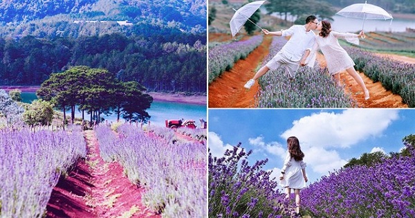 Vườn Hoa Lavender tại Đà Lạt
