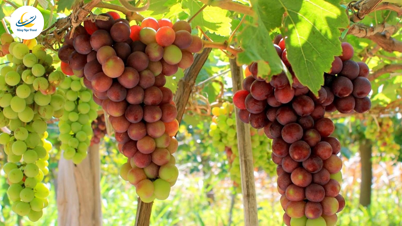 Tour du lịch Nha Trang Tết Dương Lịch 2026