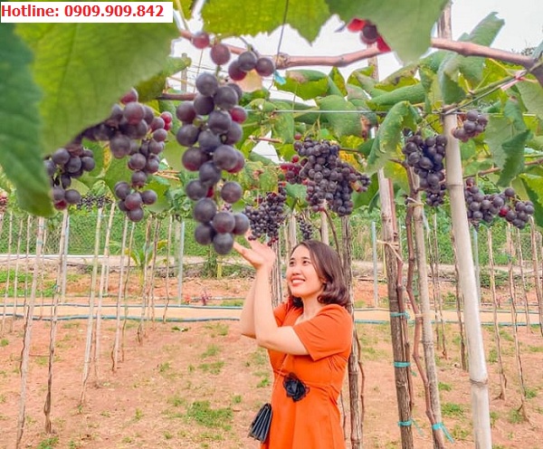 Vườn Nho tại Ninh Thuận