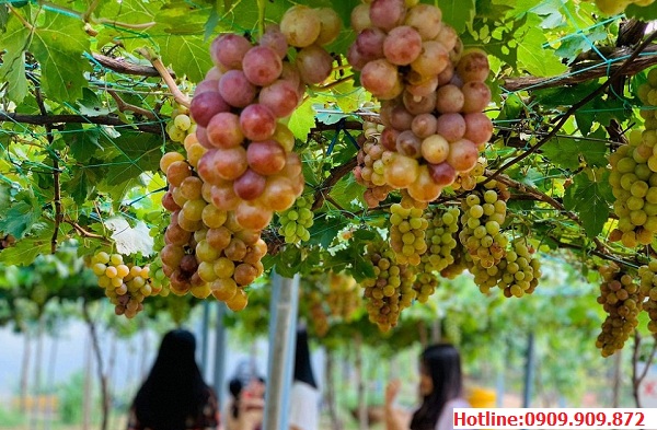 Vườn Nho tại Phan Rang - Ninh Thuận