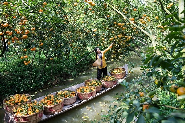 Thu hoạch quýt bằng ghe/xuồng