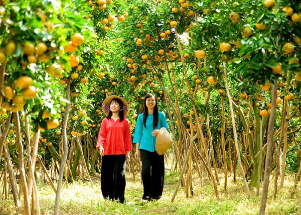 Vườn trái cây tại Cù lao Tân Phong