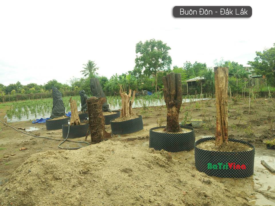 Bầu Nhựa Dưỡng Cây - Cao 40 cm - Dài 50 m