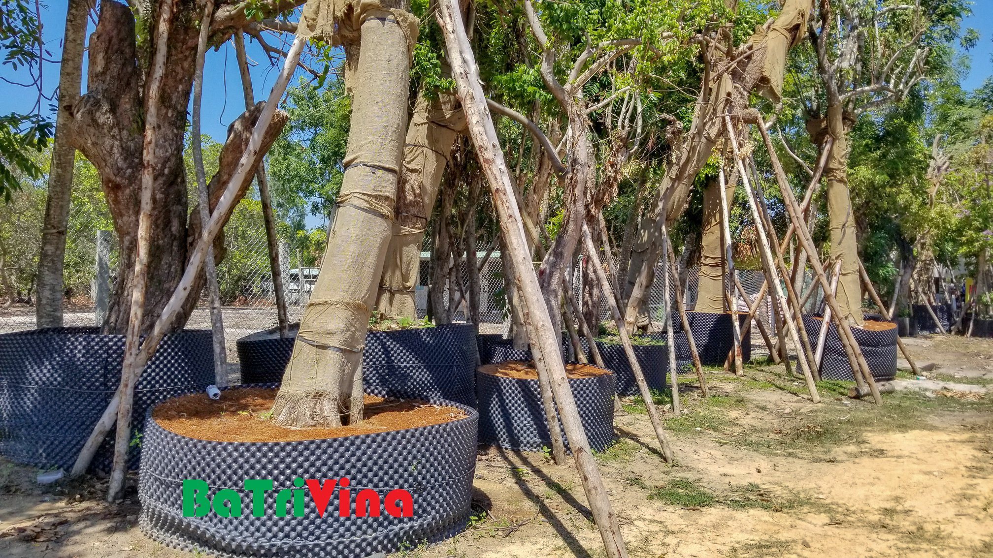 Bầu Nhựa Dưỡng Cây - Cao 40 cm - Dài 50 m