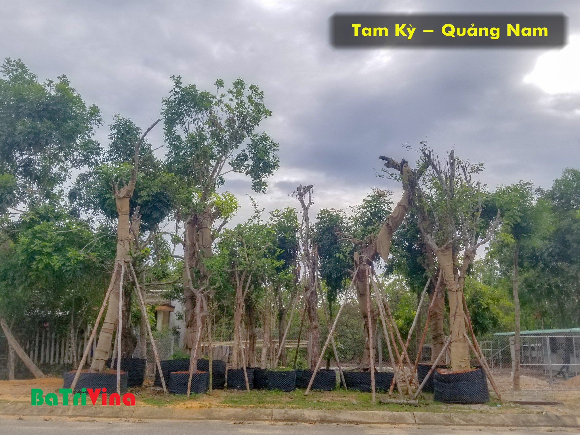 Bầu Nhựa Dưỡng Cây - Cao 40 cm - Dài 50 m