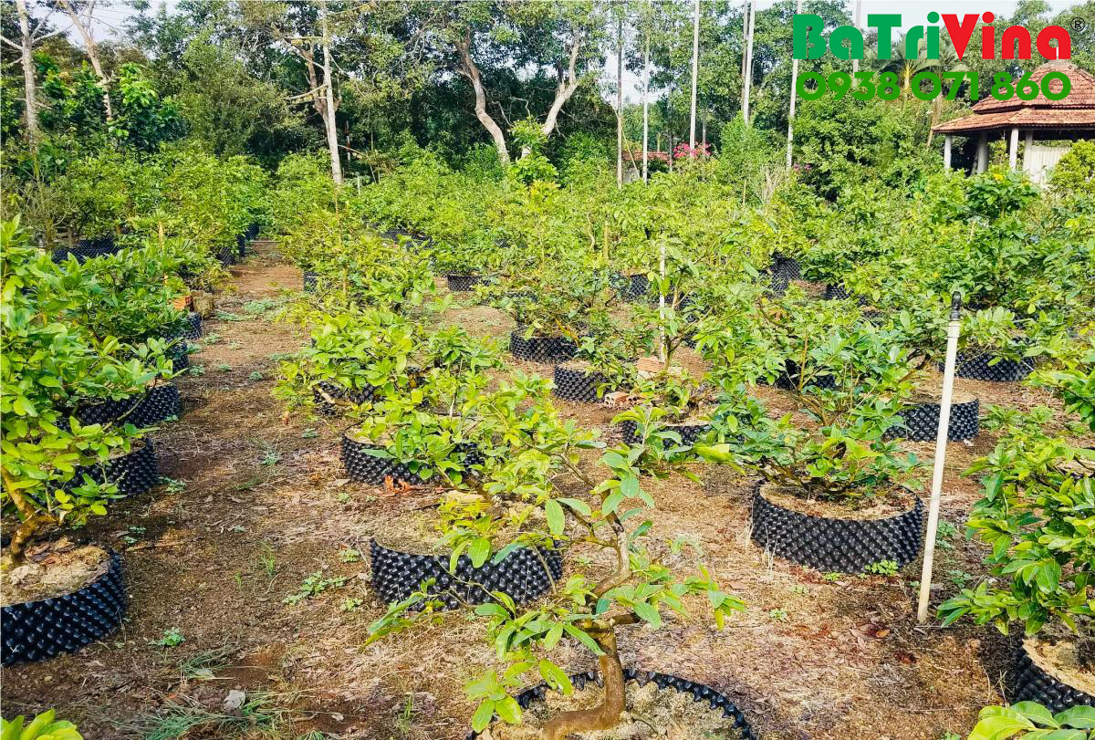 Bầu Nhựa Dưỡng Cây - Cao 40 cm - Dài 50 m