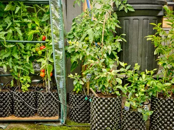 Sử dụng Bầu Ươm V6 - Bầu Ươm Thông Minh BoSaVina để trồng cây ăn quả trên sân thượng thay thế chậu truyền thống