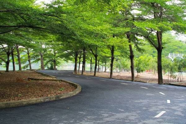 Cây bàng Đài Loan trồng trong công viên che mát cho mọi người Cây bàng Đài Loan trồng trong công viên che mát cho mọi người