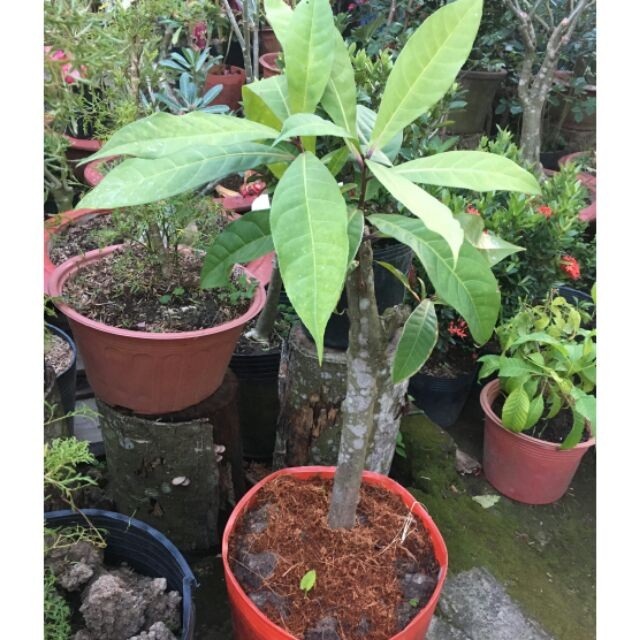 Lộc vừng thường được nhân giống bằng cách chiết cành Lộc vừng thường được nhân giống bằng cách chiết cành