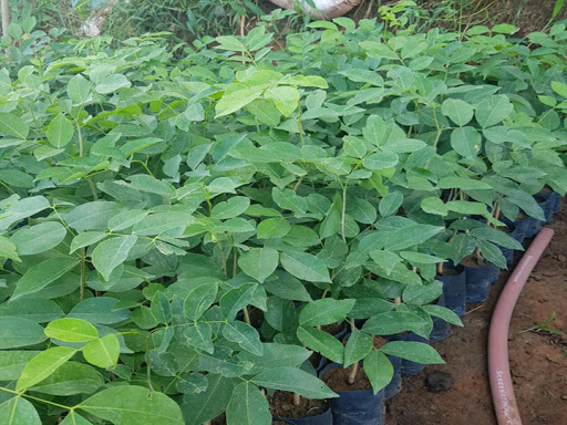 Đặc điểm của cây Gõ Đỏ