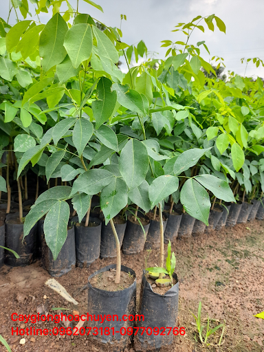 Chọn giống cây chất lượng Chọn giống cây chất lượng