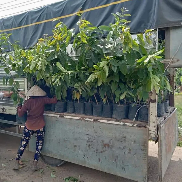 CÂY BẰNG LĂNG TÍM
