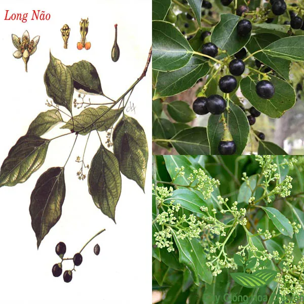 CÂY LONG NÃO